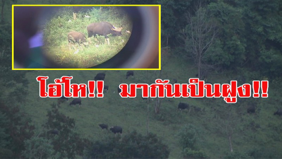 โอ้โห!!! มากันเป็นฝูง!!! นักท่องเที่ยวแห่ชม ฝูงกระทิงหลายสิบตัวออกมาหากินอาหารที่เขาแผงม้า