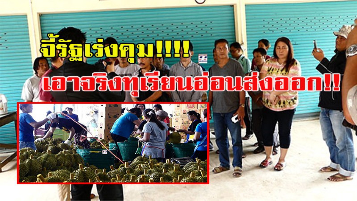 จี้รัฐเร่งคุม!!!! เอาจริงทุเรียนอ่อนส่งออก!! ขู่หากไม่ชัดเจนอาจนำทุเรียนไปปิดถนน (มีคลิป)