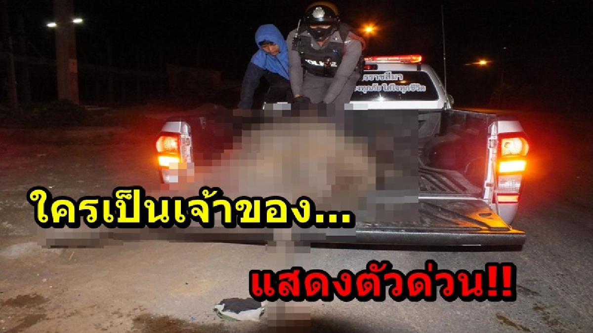 ใครเป็นเจ้าของ...แสดงตัวด่วน!! หนุ่มใหญ่สุดซวย ขับรถมาดีๆเจอควายตัด เบรกไม่ทันชนเข้าเต็มแรง ควายเสียชีวิตคาที่