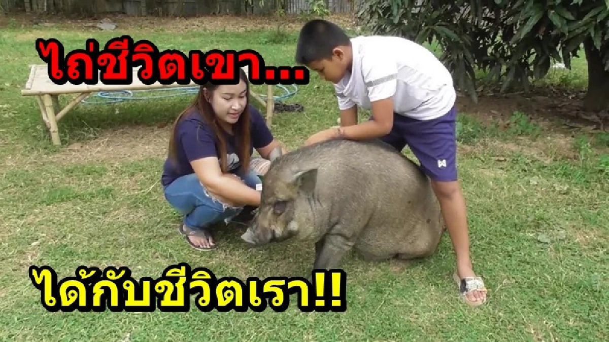 ไถ่ชีวิตเขา...ได้กับชีวิตเรา!! บุญกุศลแรง สาวไถ่ชีวิตหมูป่า เอามาเลี้ยงรวมกับสุนัขเหมือนเพื่อนเล่นตั้งให้ว่า "เขี้ยวทอง" ฉลาดแสนรู้ เป็นมิตร