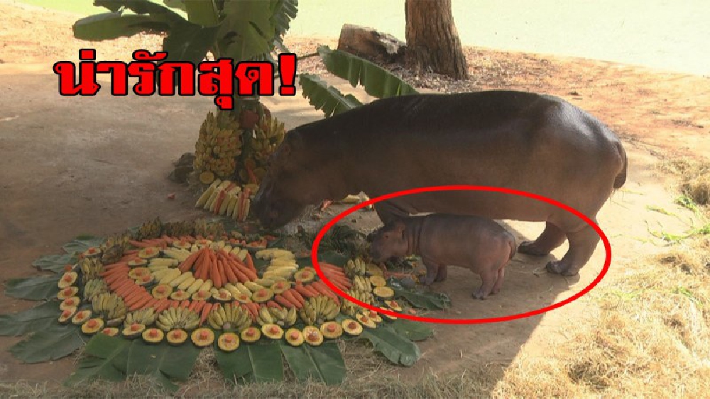 เห็นแล้วบอกเลยอดยิ้มไม่ได้จริงๆ.....จะน่ารักไปไหน ลูกฮิปโปตัวน้อย สมาชิกใหม่ของสวนสัตว์นครราชสีมา มีคลิป