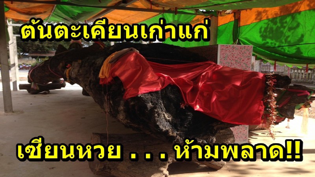 ชาวบ้านฮือฮา!! แห่กราบไหว้ต้นตะเคียนอายุกว่า 200 ปี ต่างบอกเป็นเสียงกันว่าแม่น ให้ถูกมาหลายงวด นักเสี่ยงโชคไม่พลาดส่องเลขเด็ด