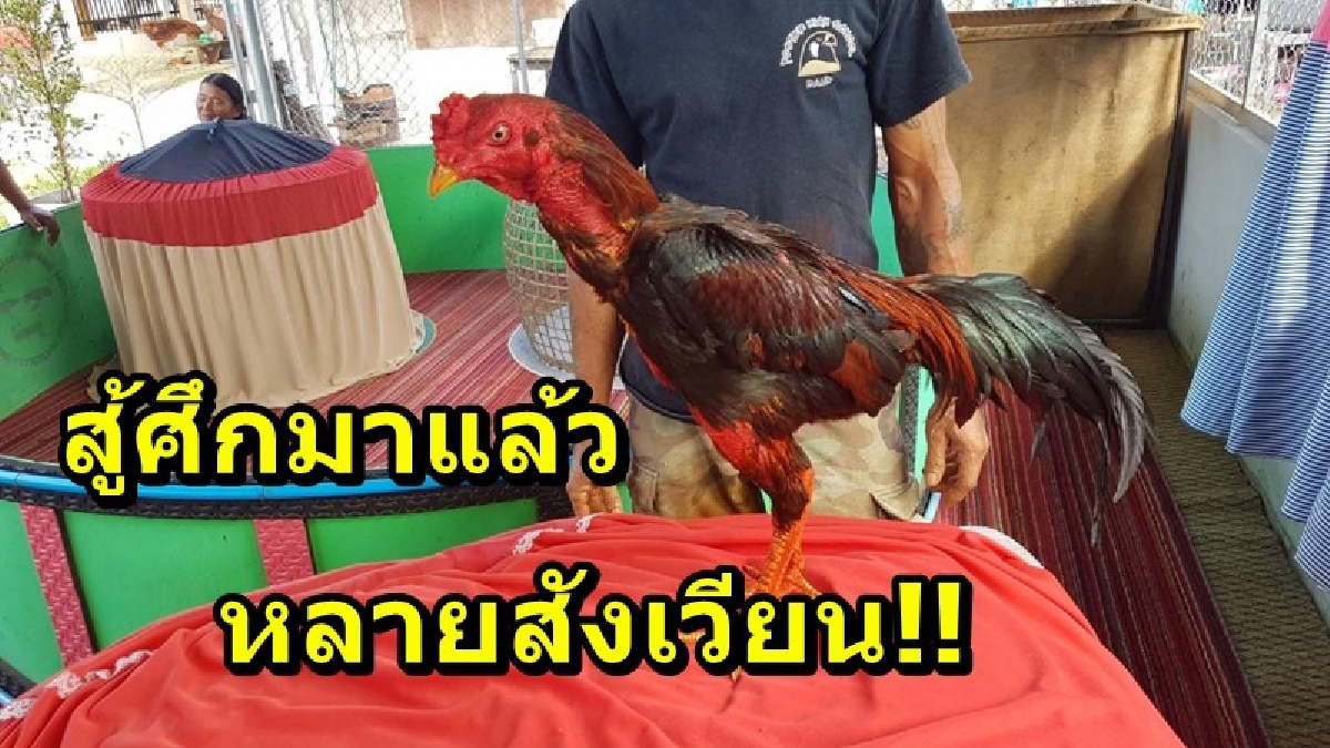 ผ่านแล้วหลายสังเวียน!! ไก่ชนพันธุ์ดี สู้ศึกทำคู่ต่อสู้สิ้นชื่อคาสังเวียน เจ้าของหน้าบาน ไก่คู่ใจพารับทรัพย์