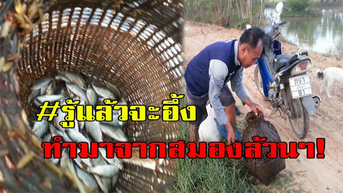 ว้าว ว้าว รู้แล้วจะอึ้ง ใช้หากินได้ทั้งปี ทำมาจากสมองล้วนๆ“ตุ้มดักปลา”สุดยอดภูมิปัญญาของชาวบ้าน(มีคลิป)