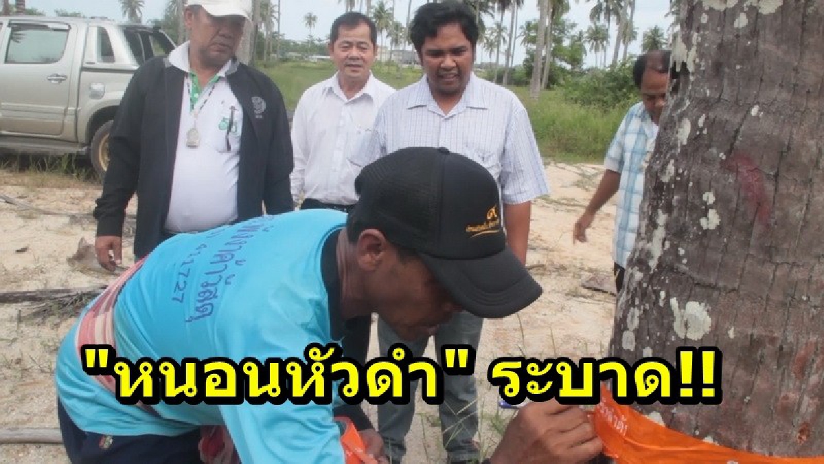 เสียหายหนัก!! ชาวสวนมะพร้าวประสบปัญหา "หนอนหัวดำ" ระบาด ทำให้ไม่สามารถได้ผลผลิตตามต้องการ ต้องเร่งแก้ปัญหาด่วน