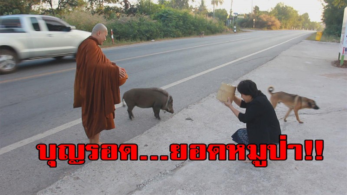 เจ้าบุญรอด ยอดหมูป่า!! เดินตามพระบิณบาตรกับหลวงพี่ทุกเช้า ไป-กลับ 4 ก.ม.