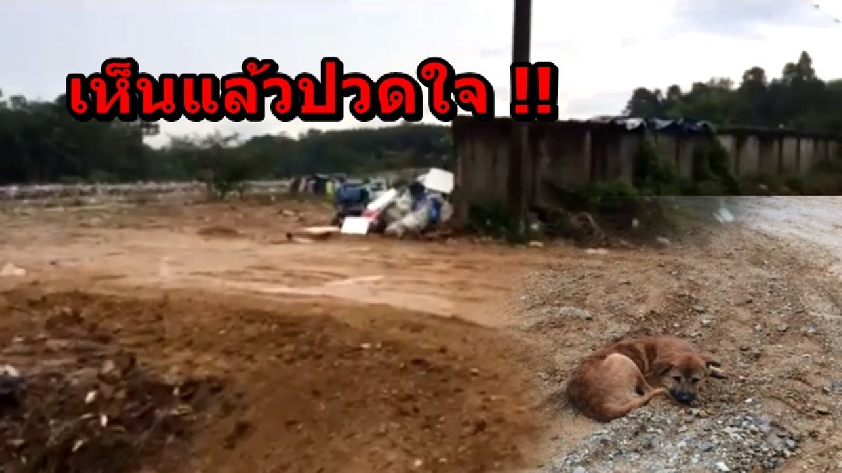 หมาก็มีความรู้สึก!! "เจ้าเฉย" หมาพันธุ์ผสมโกลเด้น โดนเจ้าของพามาทิ้งข้างกองขยะ 2 เดือนแล้ว ไม่ยอมไปไหนอยู่ที่เดิมรอเจ้าของ
