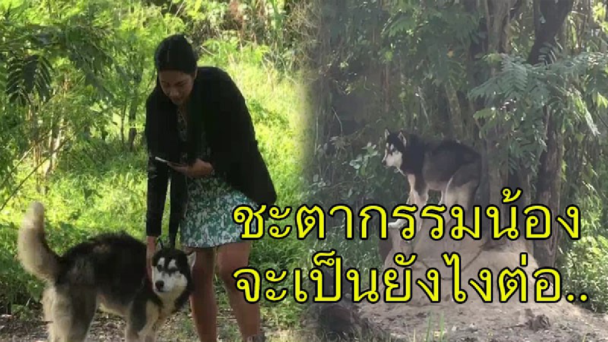 ใครทำ..ช่างใจดำ !! จนท.เข้าช่วยสุนัขไซบีเรียน ถูกล่ามไว้กลางแจ้ง ตากแดด-ตากฝนกว่า 3 เดือน ขึ้นป้ายประกาศ "ห้ามให้อาหาร" (มีคลิป)