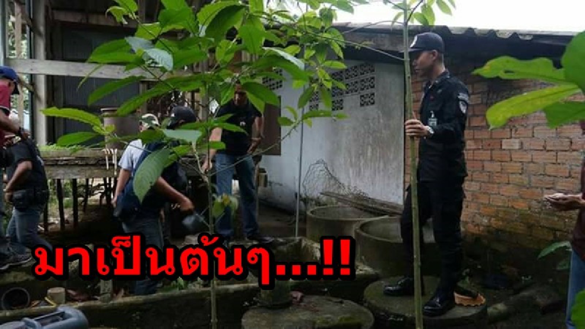มาเป็นต้นๆ...!! เจ้าหน้าที่เข้าค้นพื้นที่เป้าหมาย พบการลักลอบปลูกต้นพืชกระท่อม เตรียมขยายผลเพิ่มเติมต่อไป
