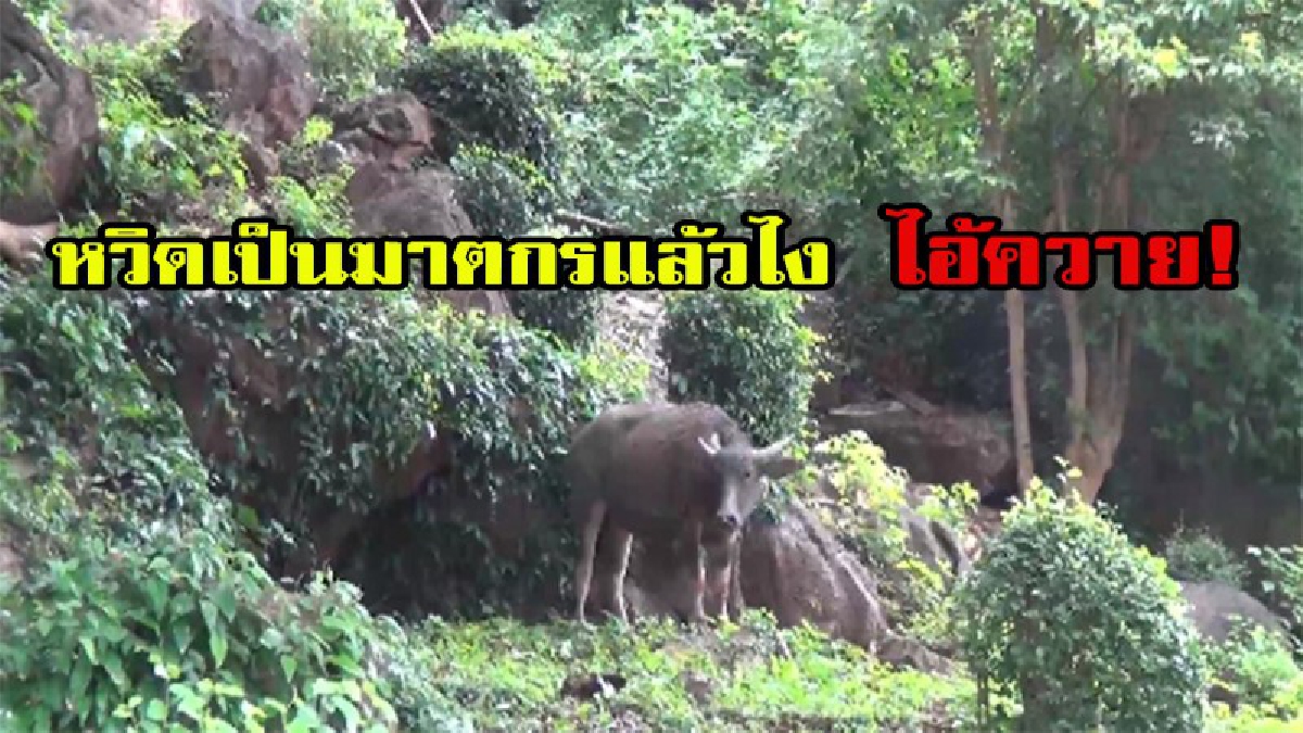 เผยคลิปวินาทีชีวิต ชาวบ้านวิ่งหนี้ตายกันจะละหวั่น ควายหนี้ตายวิ่งเข้าเมือง อย่างไม่คิดชีวิต ไล่ขวิดคน เพื่อเอาตัวรอด