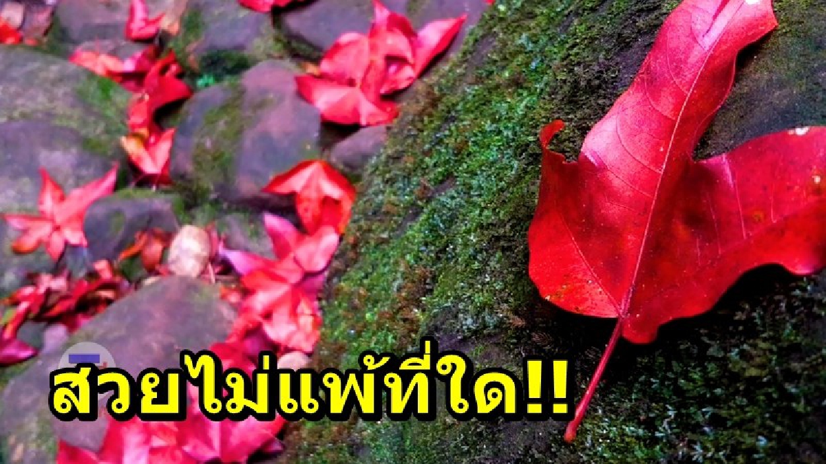 สวยไม่แพ้ที่ใด!! นักท่องเที่ยวแห่ชมความงดงาม "ใบเมเปิ้ล" เมืองไทยที่ภูกระดึง ความสวยงามที่ธรรมชาติสร้างขึ้น จนน่าประทับใจ
