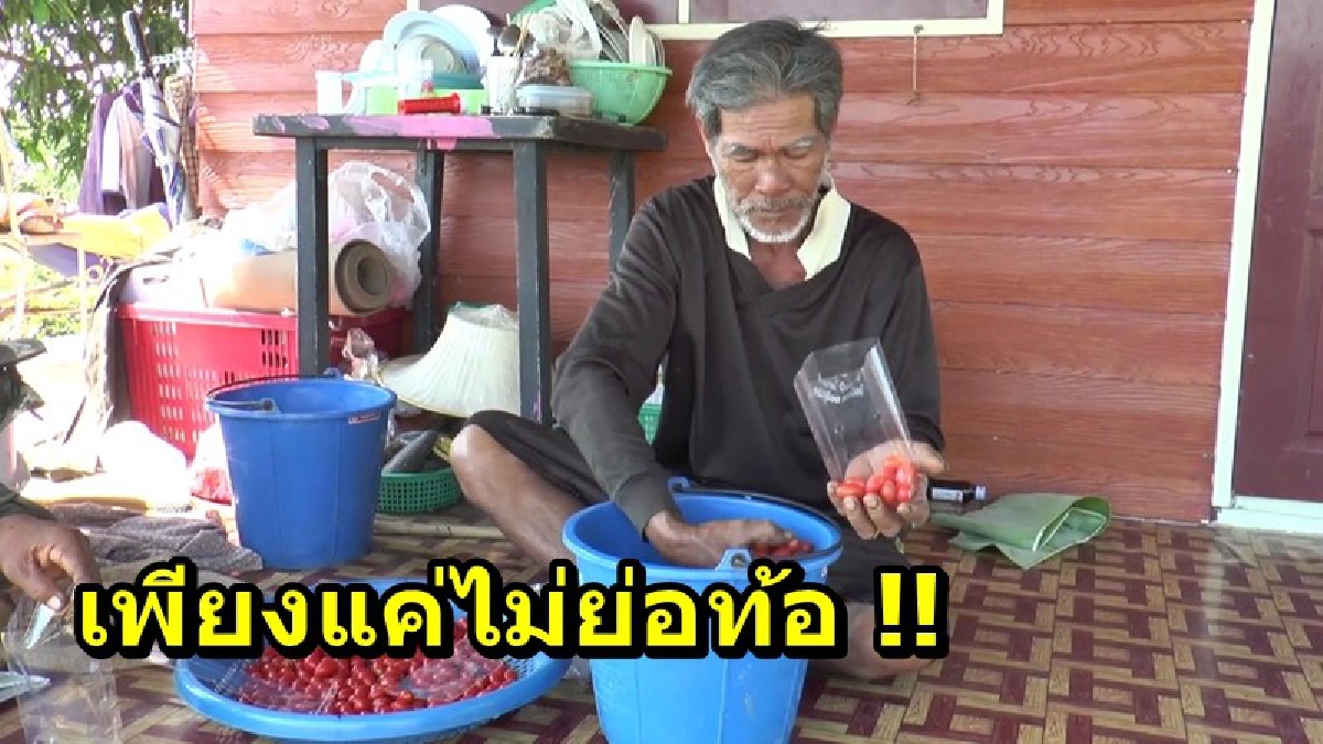 ไม่คิดท้อแท้ในโชคชะตา!! ช้ำหนักจากนาข้าว หันมาปลูกมะเขือเทศราชินี ฟื้นคืนชีวิตได้กำไลดี ได้รับความนิยมจากผู้ซื้อเป็นอย่างมาก