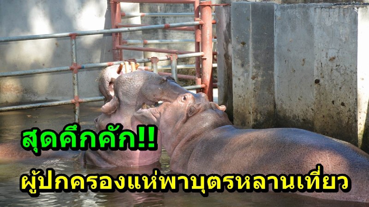 สุดคึกคัก!! ผู้ปกครองแห่พาบุตร - หลานเที่ยว ชมความน่ารัก ของฮิปโปโปเตมัส ณ สวนสมเด็จพระศรีนครินทร์ศรีสะเกษ