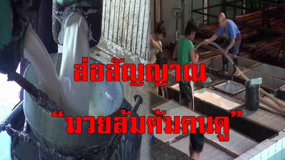 ส่อแววล่ม..!!? ชาวสวนยางตรังกุมขมับ..เจอปัญหาใหญ่ ไม่มีโรงงานใหญ่รองรับ เป็นเหตุให้ชะงัก! ยังขายยางให้ กยท.ไม่ได้..(คลิป)