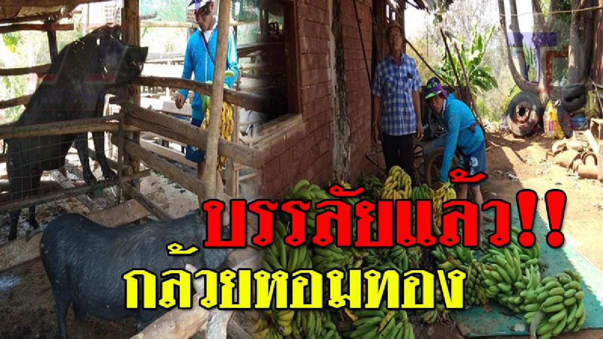 หลอกกันนี่หว่า ! ชาวบ้านช้ำหนัก หลงคารม แห่ปลูก "กล้วยหอมทอง" ประกันโล 10 บาท สุดท้าย 5 บาทแมวก็ไม่มอง ต้องเลี้ยงหมูแทน..!?? (ชมคลิป)