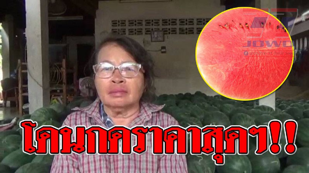 กดราคาซะขนาดนี้ !! ปลูกเองดีกว่า ไหม ชาวบ้านปงเจริญ อ.หนองม่วงไข่ วอนหน่วยงานช่วยที ถูกพ่อค้าคนกลางกดราคาแตงโม
