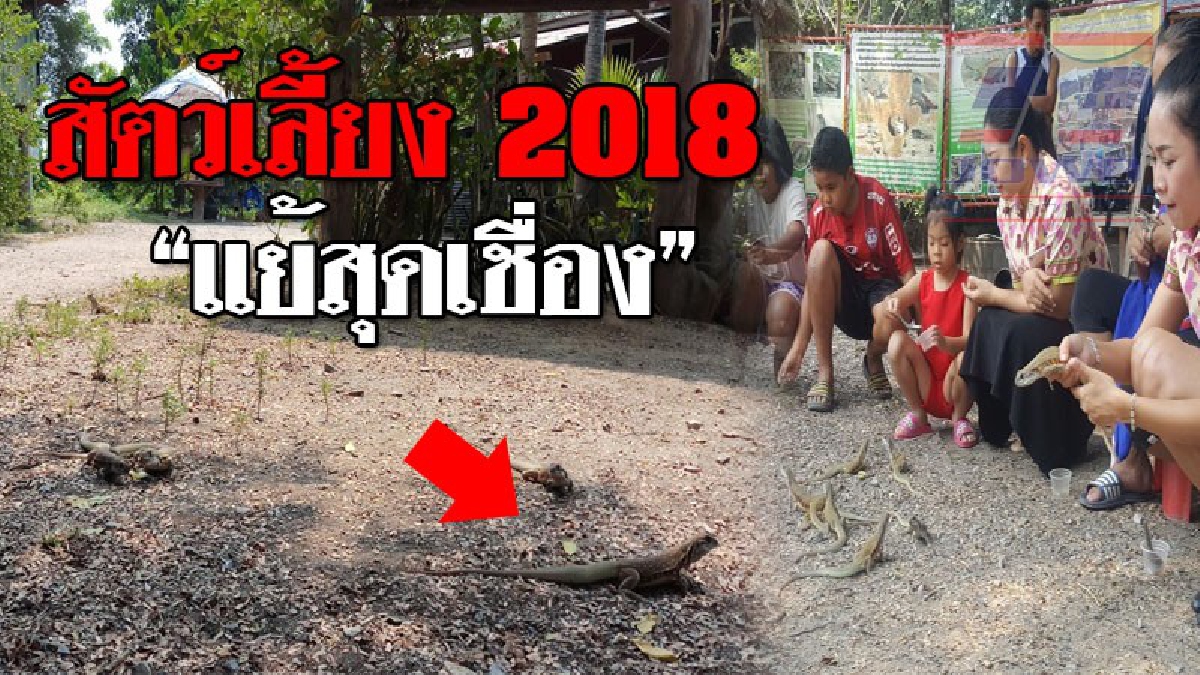 ปักหมุดหมู่บ้านนี้เลย ! ดูชัดๆหมู่บ้าน "ขายแย้" เผยทุกตัวเชื่องมาก สามารถให้อาหาร เรียกออกจากรูให้มาหาก็ได้..!?