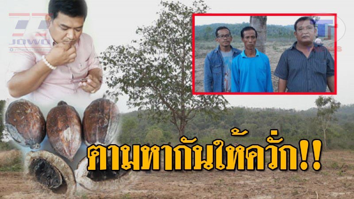 ดังเป็นพลุแตก..!! ต้นผ่าด้ามเกือบตาย ถูกไม้ฟาด-หักกิ่ง แห่เก็บเม็ดไปกินจนเกลี้ยง หลังช่วยเพิ่มพลังม้าศึก ถึงขั้น “ไวอากร้าเรียกพี่”!? (คลิป)
