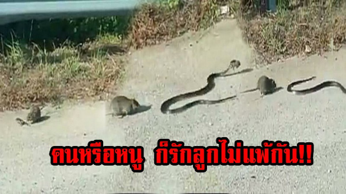 ซึ้งคำว่าแม่ !! ชาวเน็ตแห่แชร์คลิปสุดสะเทือนหัวใจ แม่หนูวิ่งไล่งับต่อสู้กับงู สุดชีวิตเพื่อให้ลูกปลอดภัย
