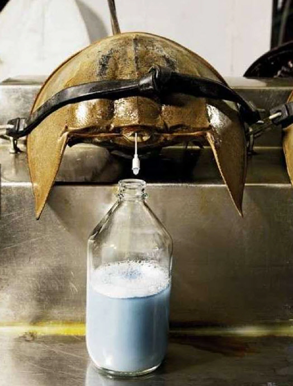 รู้แล้วต้องอึ้ง!!!...เลือดสีฟ้า ประโยชน์อันยิ่งใหญ่จากแมงดาทะเล(รายละเอียด)