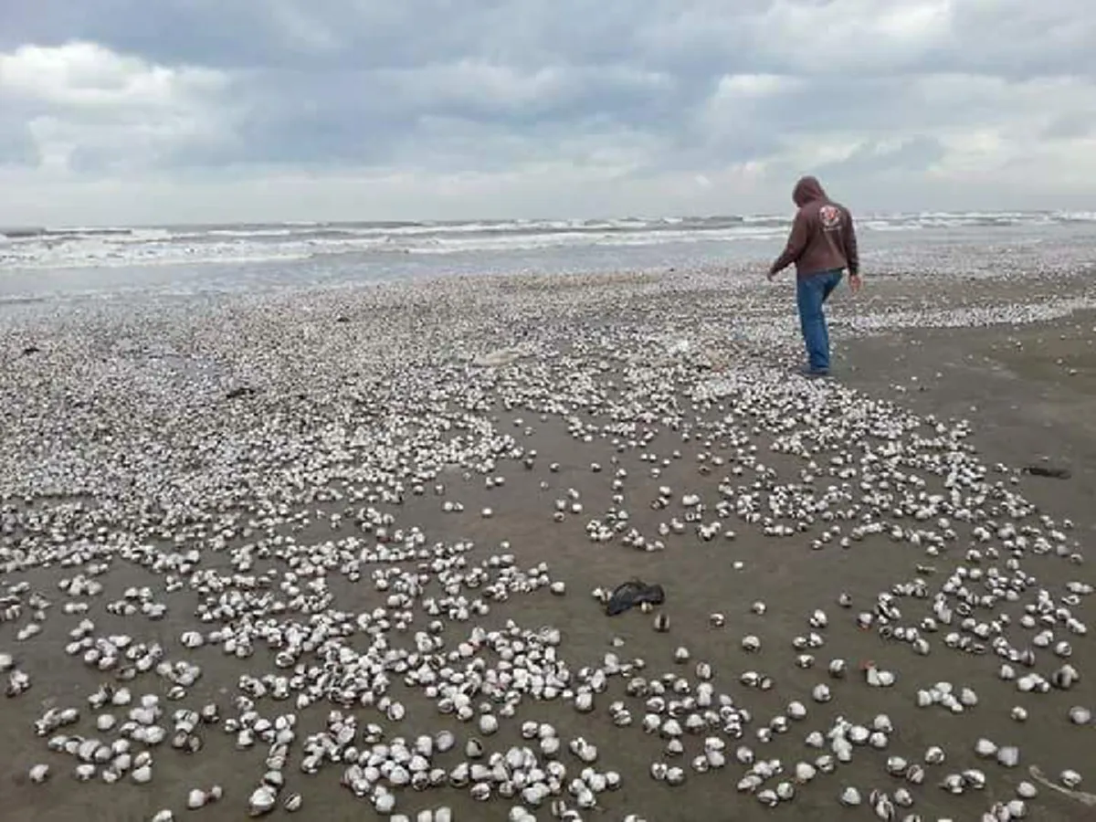 เหตุอาเพศ !!! "ก.ทรัพยากรทางทะเล" แจง "หอยแครงหาดตะลุมพุก" ...ชัดเลยที่แท้ไม่ใช่ประเทศไทย (รายละเอียด)