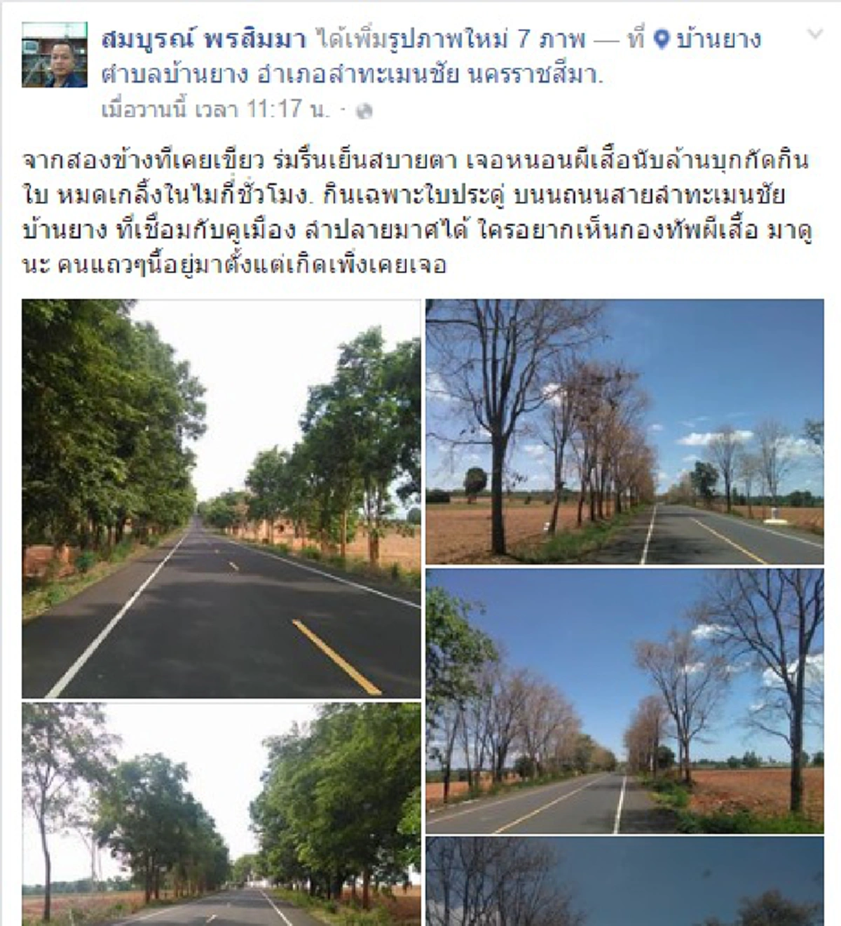 เอาอีกแล้ว!!!"หนอนคืบ"เป็นล้านตัว กัดกินใบประดู่ตลอดทาง5กิโล บุรีรัมย์-โคราช(ชมภาพ)