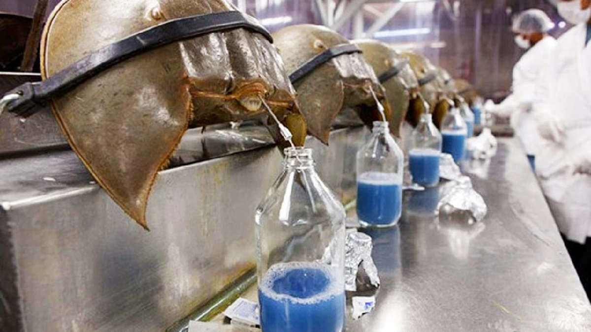 รู้แล้วต้องอึ้ง!!!...เลือดสีฟ้า ประโยชน์อันยิ่งใหญ่จากแมงดาทะเล(รายละเอียด)