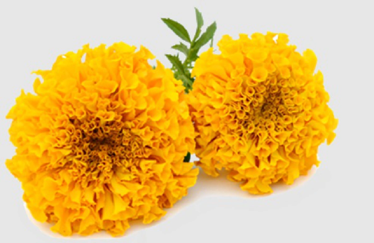 ดอกดาวเรือง