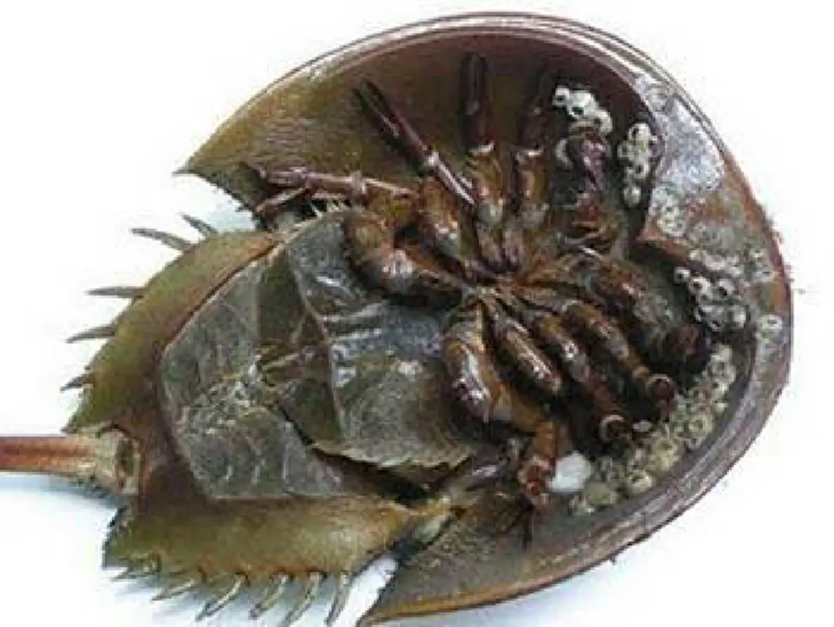 รู้แล้วต้องอึ้ง!!!...เลือดสีฟ้า ประโยชน์อันยิ่งใหญ่จากแมงดาทะเล(รายละเอียด)