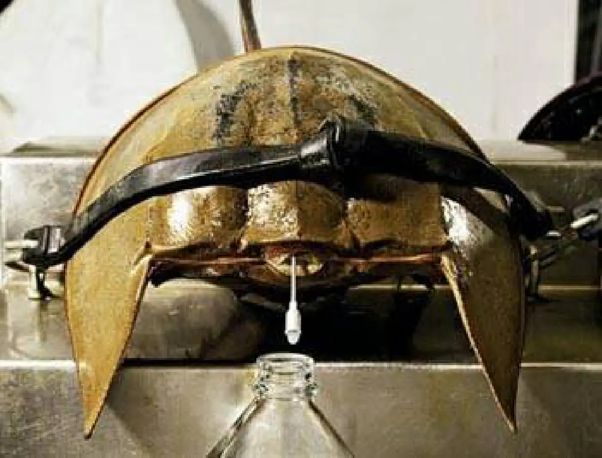 รู้แล้วต้องอึ้ง!!!...เลือดสีฟ้า ประโยชน์อันยิ่งใหญ่จากแมงดาทะเล(รายละเอียด)