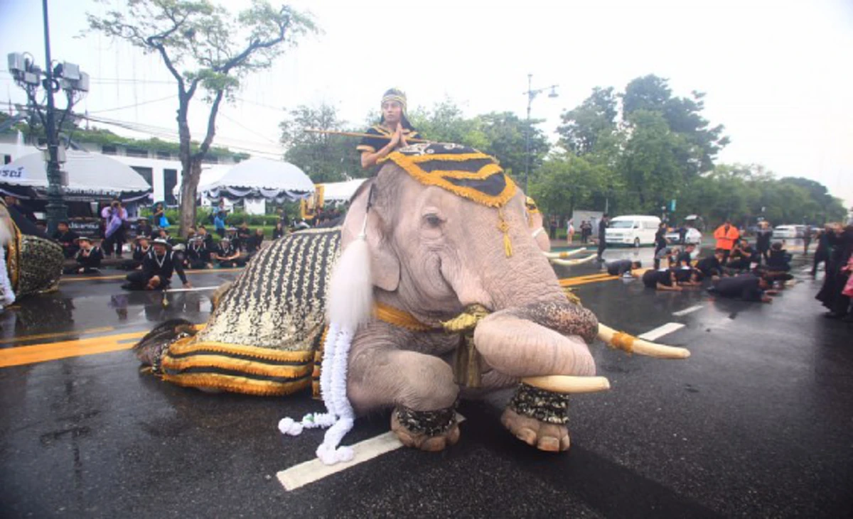 เทิดไท้เหนือเกล้า!! เหล่าคชสารจากปางช้างอยุธยาร่วมกราบพระบรมศพ "องค์พ่อหลวง" ด้วยความอาลัยยิ่ง (ภาพ+คลิป)