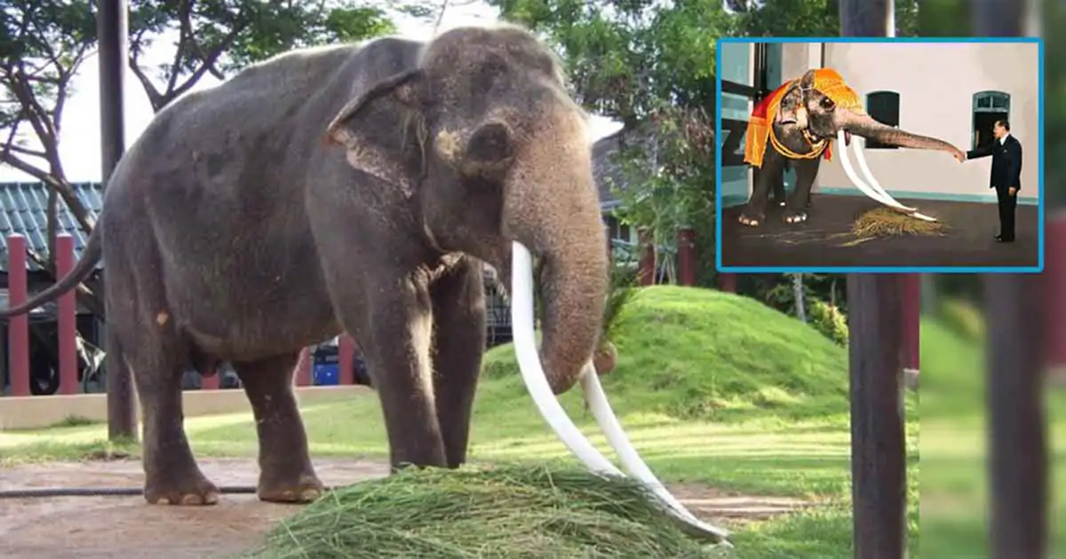 รู้แล้วต้องทึ่ง!!!เปิดประวัติ "พระเศวตอดุลยเดชพาหนฯ"พระยาช้างเผือก ประจำรัชกาลที่ ๙ (ภาพ)