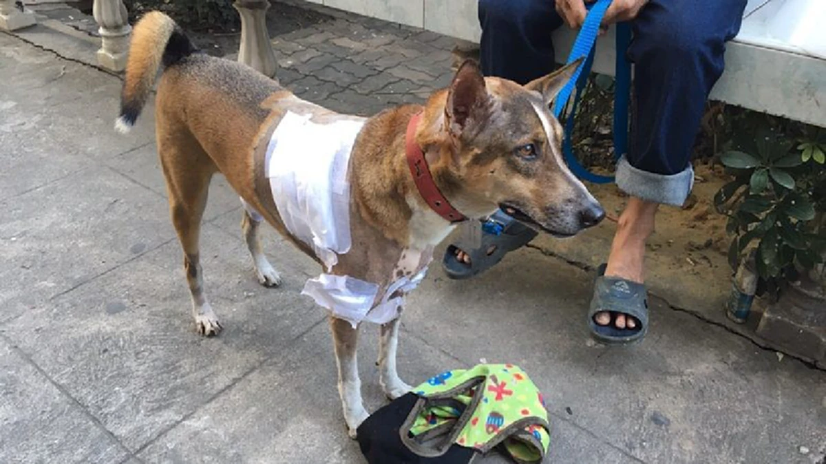 สาวโร่แจ้งความ 3 พิทบูล รุมขย้ำ สุนัขพันธุ์ทางสาหัส!! แต่คู่กรณีเสนอเงินให้เพียง 3 พันบาท งานนี้คงไม่จบแค่เรื่องหมา!!