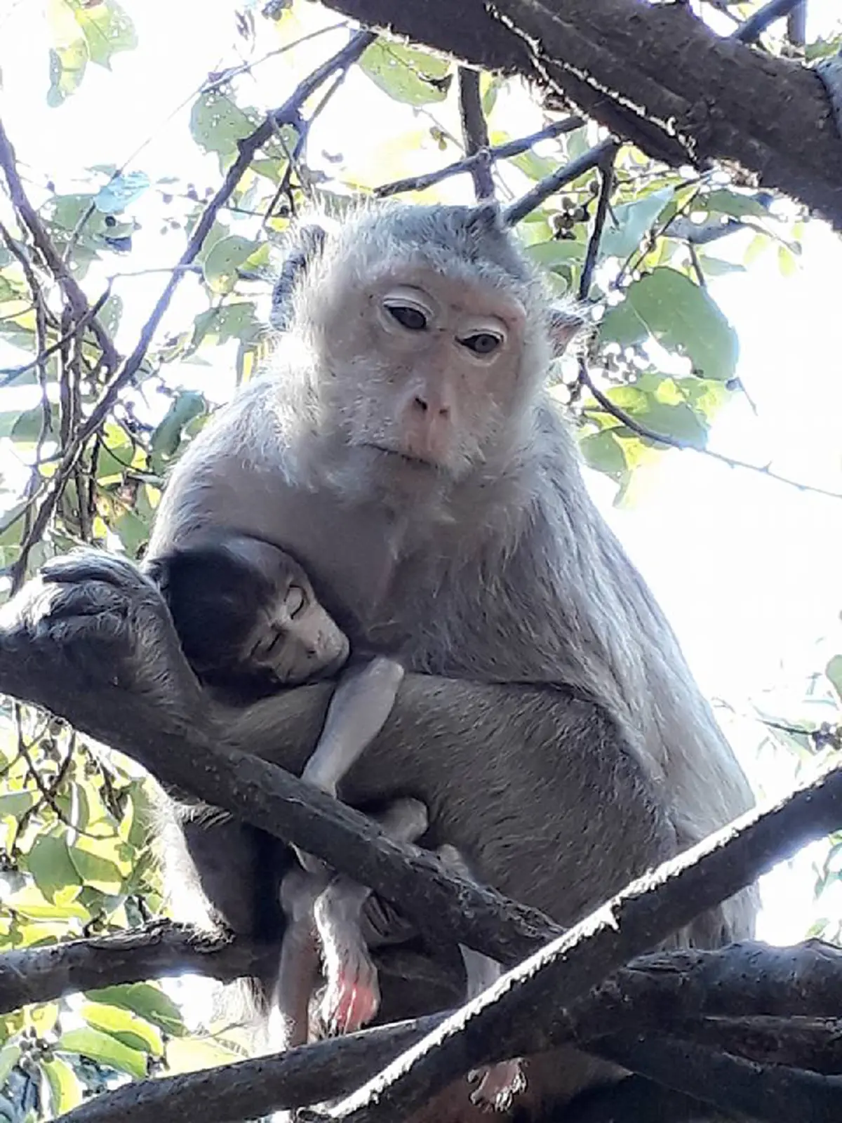 สุดสะเทือนใจ!!! "แม่ลิง" นั่งกอดศพลูกน้อยไม่ห่าง หลัง"คลอดออกมาแล้วตาย" เห็นแล้วน้ำตาซึม นี่แหละหัวอกแม่...