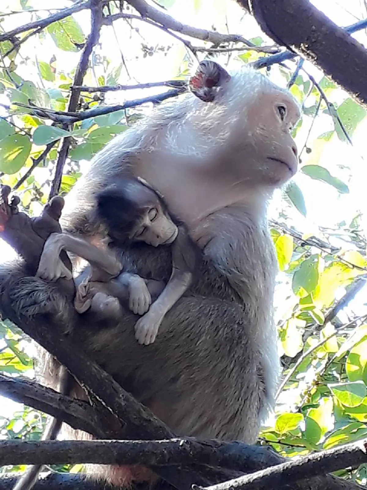 สุดสะเทือนใจ!!! "แม่ลิง" นั่งกอดศพลูกน้อยไม่ห่าง หลัง"คลอดออกมาแล้วตาย" เห็นแล้วน้ำตาซึม นี่แหละหัวอกแม่...