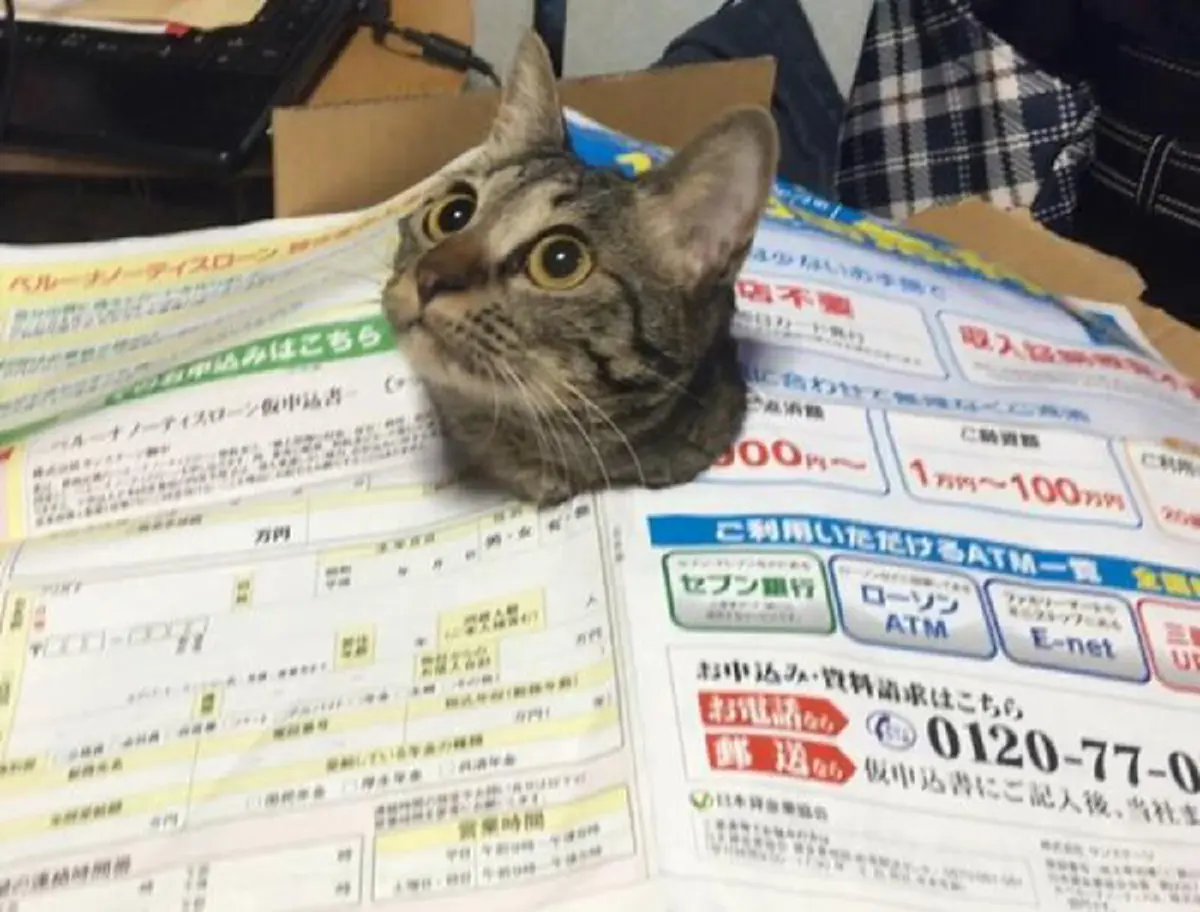 แมวสายฮา !! ทำปฏิกริยาสุดขำ หลังรู้สึกสงสัย ว่าเจ้านายทำอะไรกันอยู่ เลยโผล่ออกมาจากสิ่งนี้ !! (ชมภาพ) 