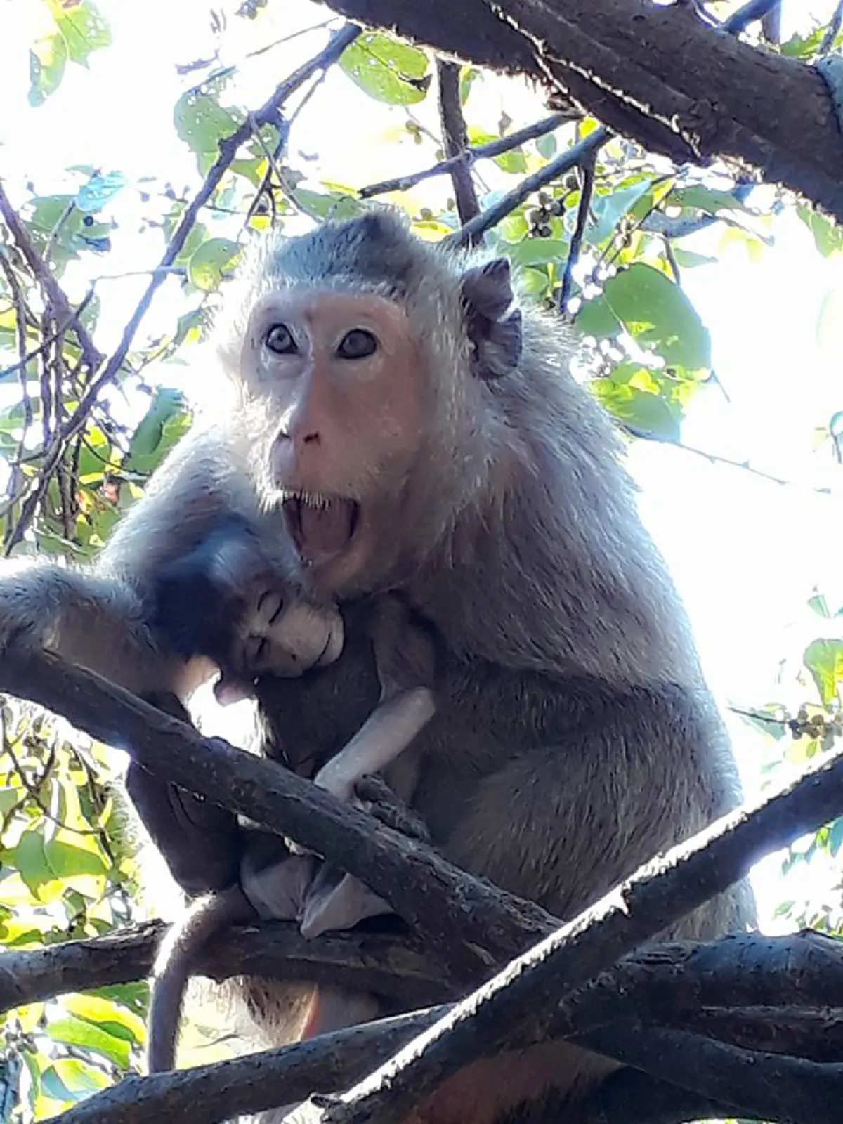 สุดสะเทือนใจ!!! "แม่ลิง" นั่งกอดศพลูกน้อยไม่ห่าง หลัง"คลอดออกมาแล้วตาย" เห็นแล้วน้ำตาซึม นี่แหละหัวอกแม่...