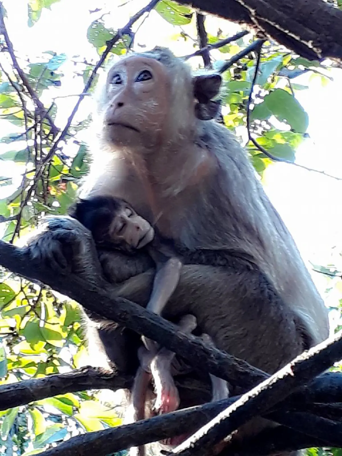 สุดสะเทือนใจ!!! "แม่ลิง" นั่งกอดศพลูกน้อยไม่ห่าง หลัง"คลอดออกมาแล้วตาย" เห็นแล้วน้ำตาซึม นี่แหละหัวอกแม่...