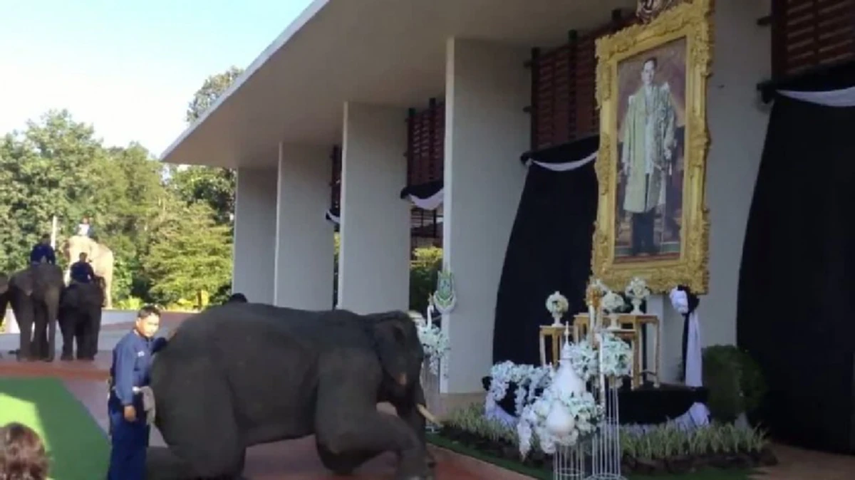 รู้มั้ยทำไมช้าง"พลายปฐมสมภพ"ลูกช้างแสนรู้ จึงได้ชื่อพระราชทานจาก "ในหลวง ร.๙" 