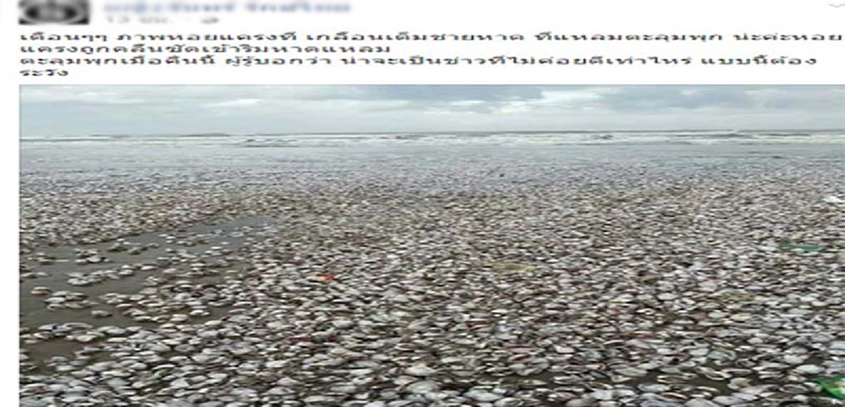 อย่ามามั่ว!!!อ.จุฬา แฉภาพหอยแครงเต็มหาดตะลุมพุกเรื่องไม่จริง...จวกคนโพสต์"น้ำท่วมใต้ว่าสาหัสน่าเศร้าแลัว พวกทำข่าวปลอมมาหลอกคน ยิ่งน่าเศร้ากว่า"(รายละเอียด+ภาพ)