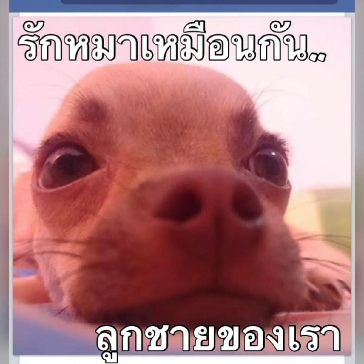 อ่านแล้วน้ำตาไหล !!! เรื่องราวของรักแท้ที่มีอยู่จริงของ "หนุ่มอ้วนร่างยักษ์กับพยาบาลสาวสวย" เขาไม่เคยห่างเธอไปไหน แม้ในวันที่เธอย่ำแย่ที่สุด