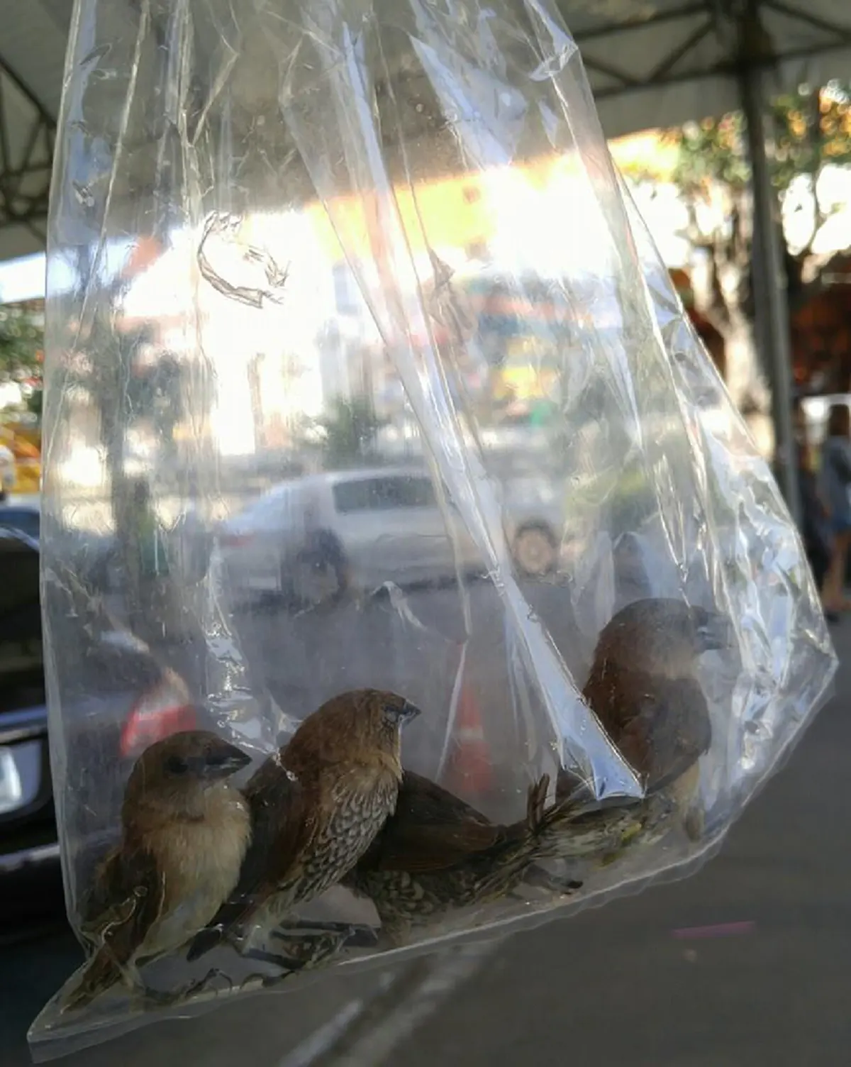 หยุดรังแกกัน!!! เพจดังโพสต์แฉ "ร้านขายสัตว์ปล่อย" วัดดัง บอกปล่อยแล้วได้บุญ แต่พอเจอสภาพสัตว์แล้วสุดหดหู่ ไม่รู้ได้บุญหรือบาป??