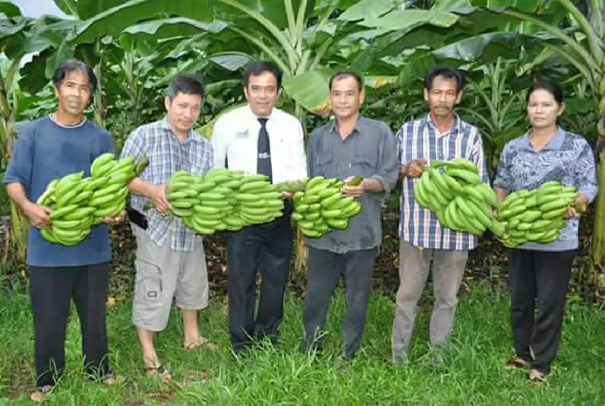 ด้วยสำนึกในพระบารมี!!เกษตรกร ชุมพร นำกล้วยหอมทอง 7 ตัน แจกประชาชนที่มาถวายสักการะพระบรมศพที่สนามหลวง