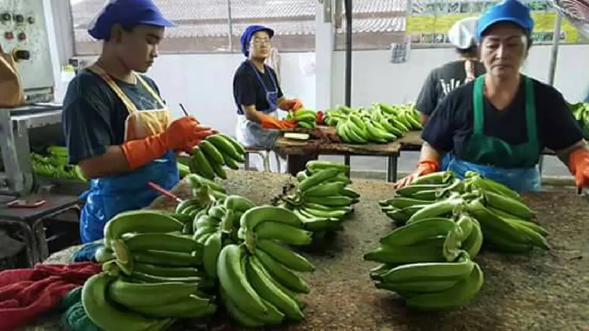 ด้วยสำนึกในพระบารมี!!เกษตรกร ชุมพร นำกล้วยหอมทอง 7 ตัน แจกประชาชนที่มาถวายสักการะพระบรมศพที่สนามหลวง