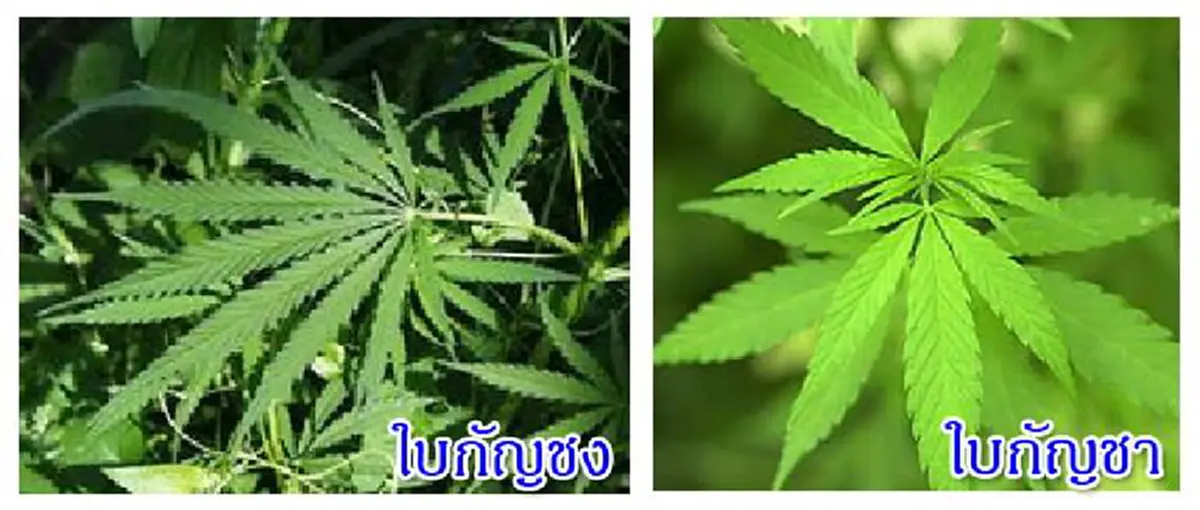 ไขข้อสงสัย !! กัญชง แตกต่างจาก กัญชา อย่างไร ?? (รายละเอียด) 