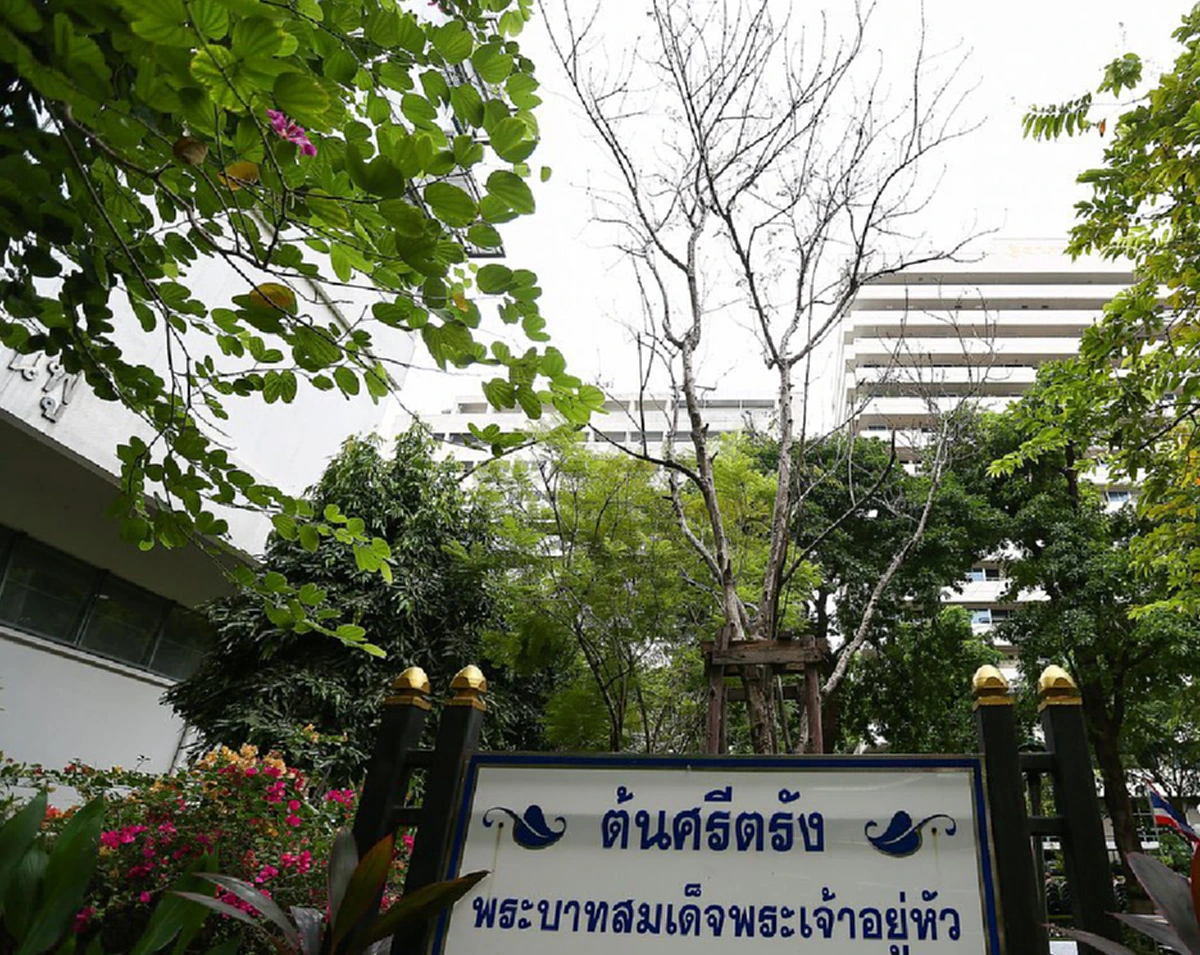 ต้นไม้ของพ่อยังมีความหวัง...กรมป่าไม้รุดดูแลศรีตรัง ศิริราช เผยต้นไม้มีอาการช๊อคแต่ยังไม่ตาย...เร่งมือดูแลรักษาเต็มที่