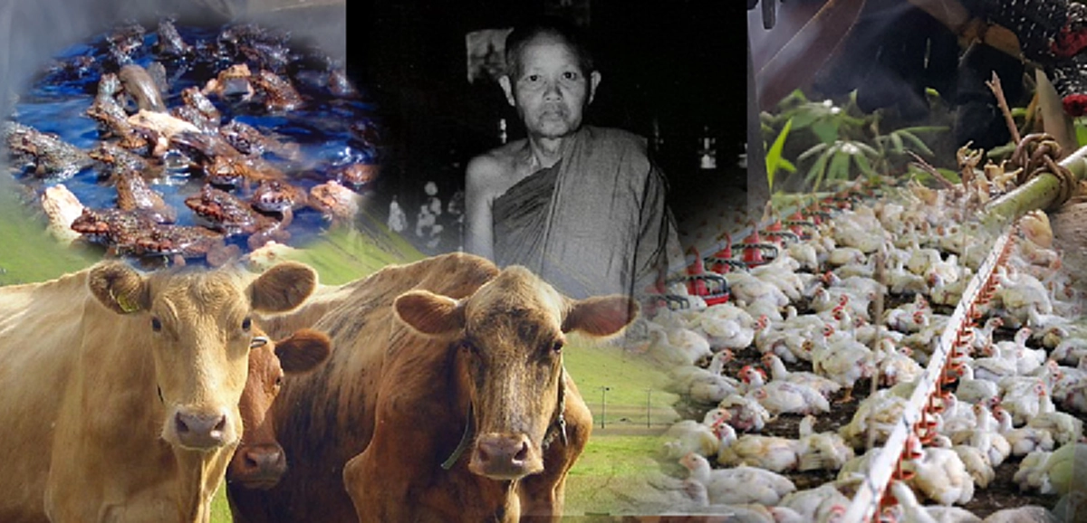 "คนเรามันไม่ได้วิเศษวิโส เพราะการกินผักกินเนื้อน่ะ" เมื่อปู่มั่น และปู่ผาง พูดถึงความบริสุทธิ์สิ้นกิเลสจากการกินผัก