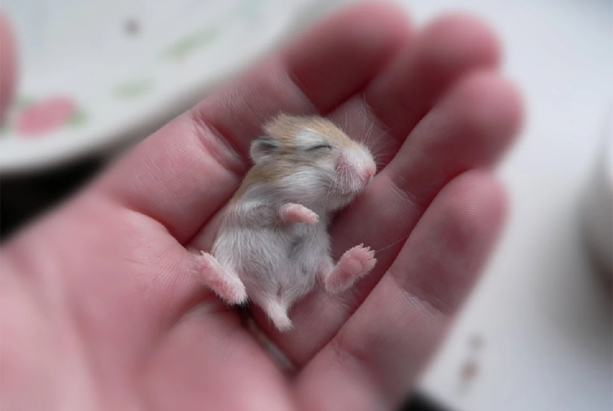 ความน่ารักมันมีอยู่ในโลกจริงๆ!!! รวมภาพน่ารักของสัตว์โลกตอนเป็นเบบี๋ บอกเลยไม่อยากให้โต (ชมภาพ) 