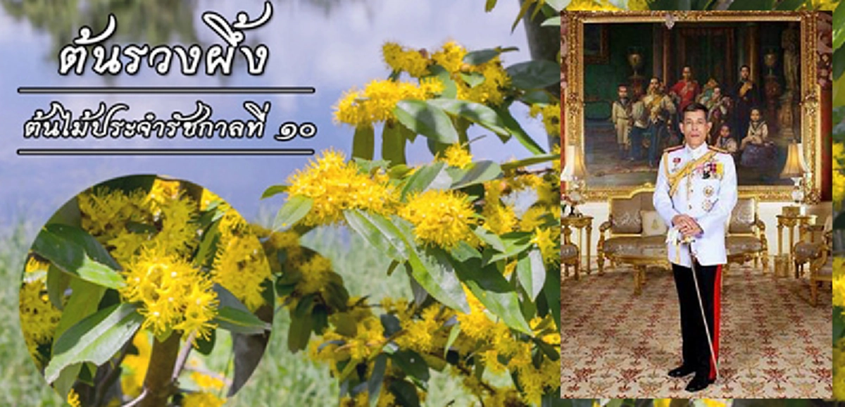 เหตุใดต้นรวงผึ้ง จึงเป็นพรรณไม้ประจำพระองค์ รัชกาลที่ 10