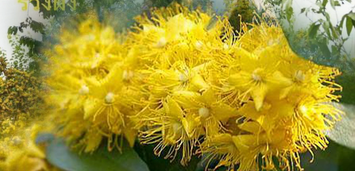 เหตุใดต้นรวงผึ้ง จึงเป็นพรรณไม้ประจำพระองค์ รัชกาลที่ 10